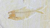 Two Diplomystus Fossil Fish - Wyoming #56246-2